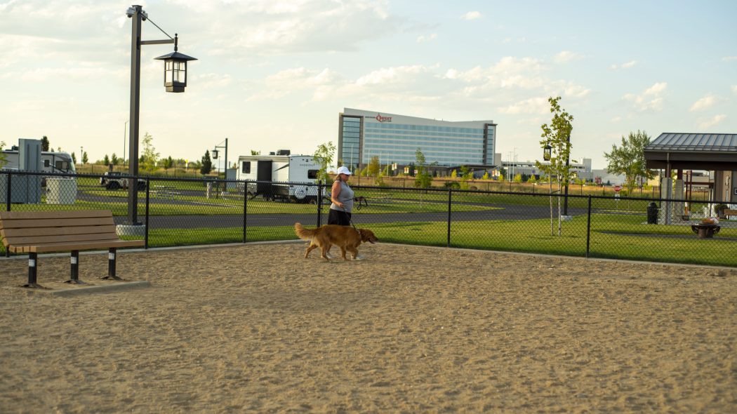 A dog playing in the dog park
